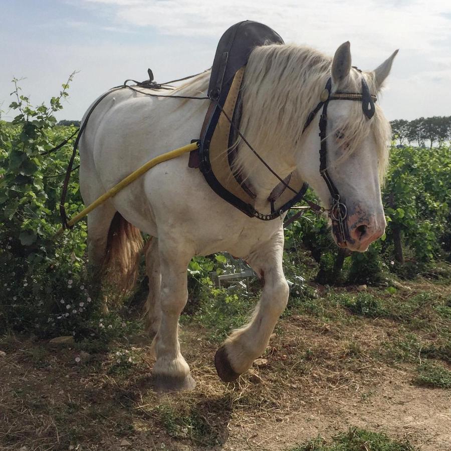 Vineyard Garden Studio Mont-Saint-Jean  ภายนอก รูปภาพ